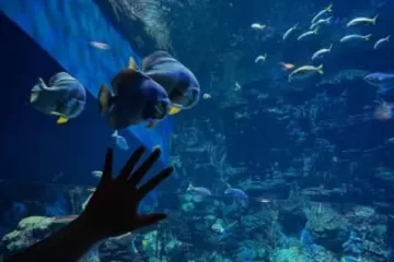 Hurgada Grand Aquarium