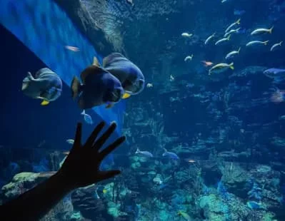 Hurgada Grand Aquarium